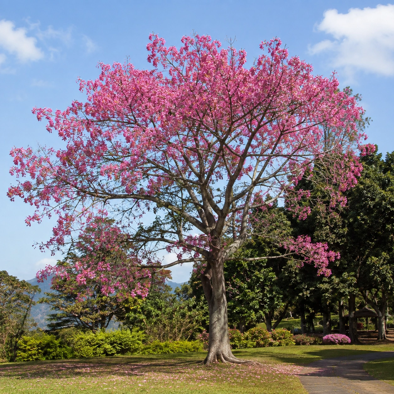 Ceiba speciosa en uso ornamental