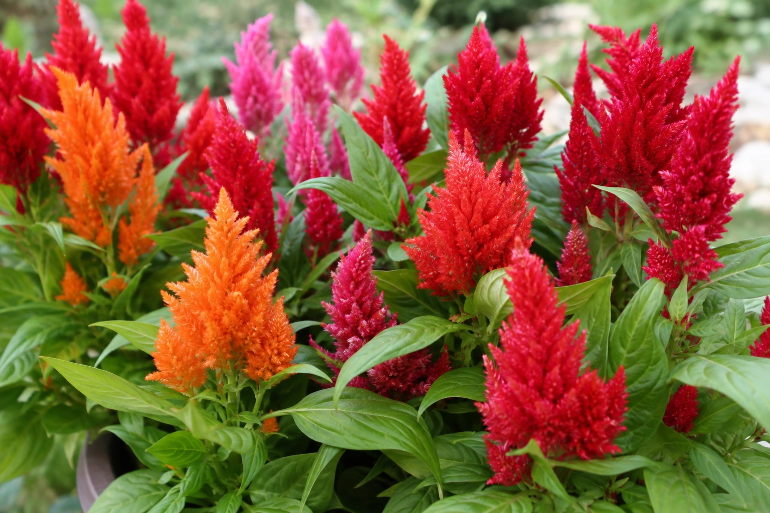 Celosia plumosa