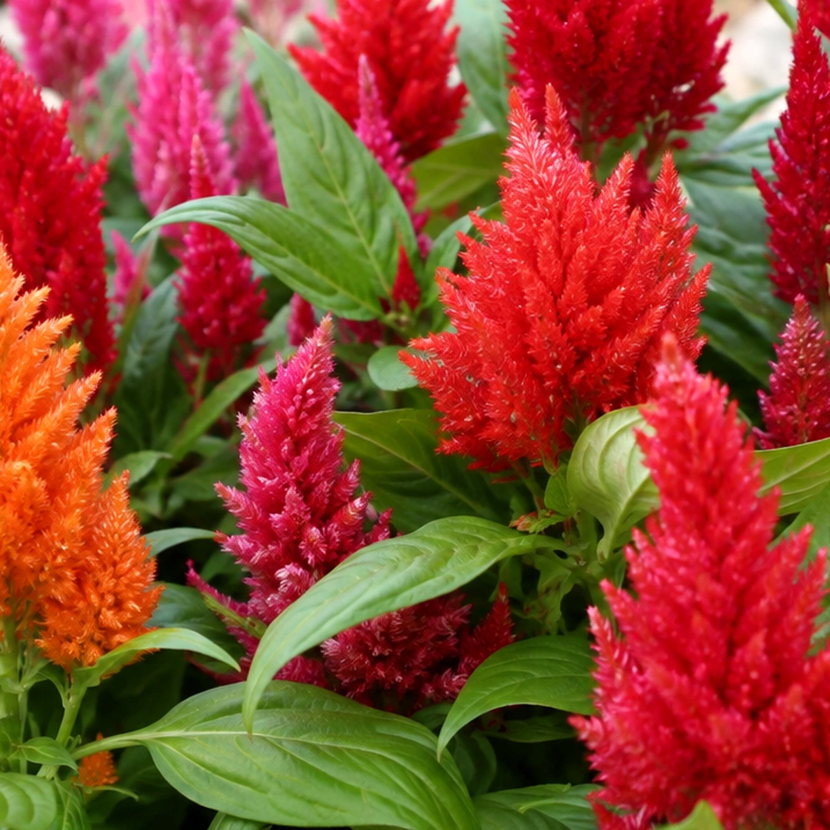 Detalle de Celosia plumosa