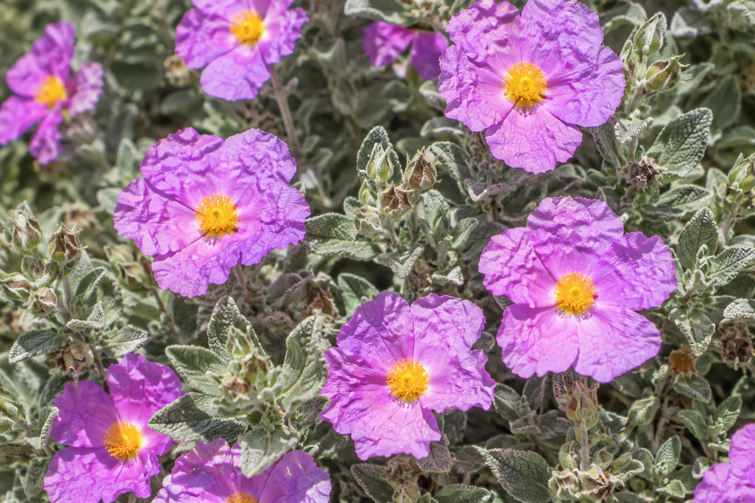 Cistus albidus