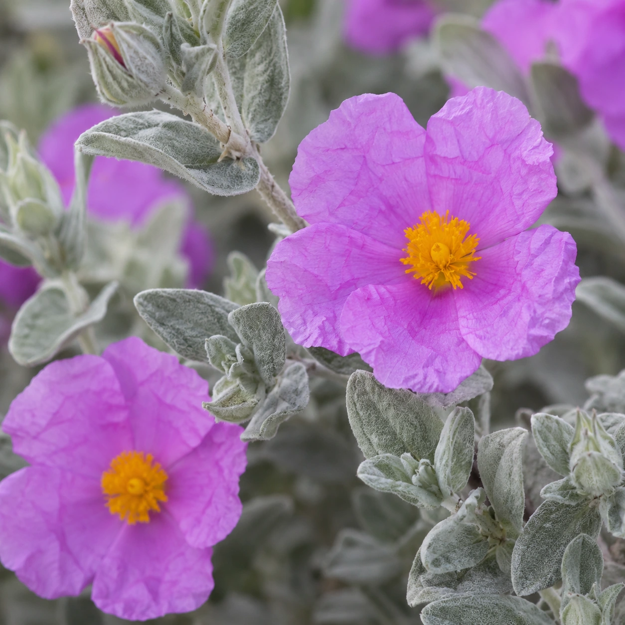 Cistus albidus
