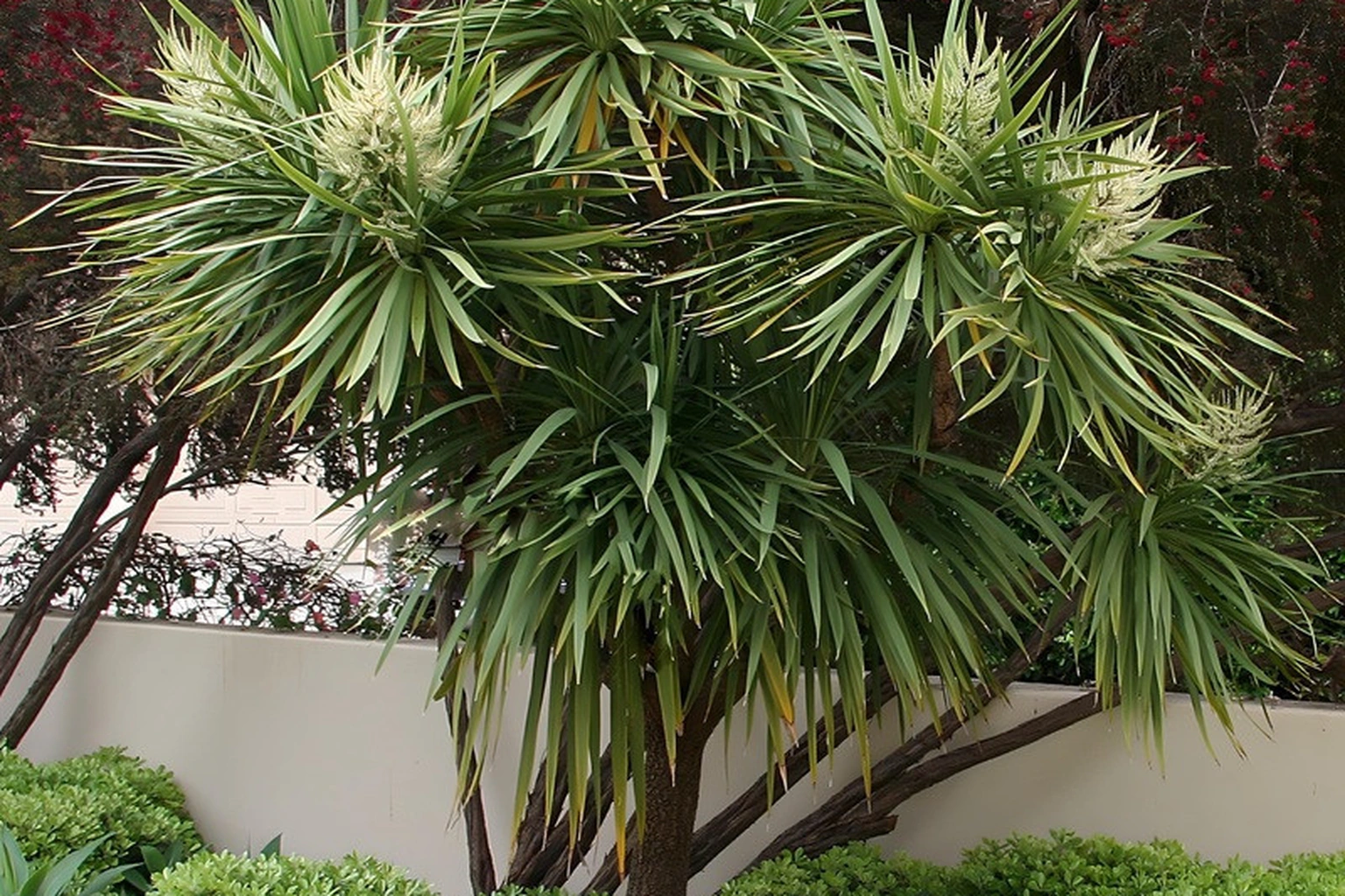 Cordyline australis