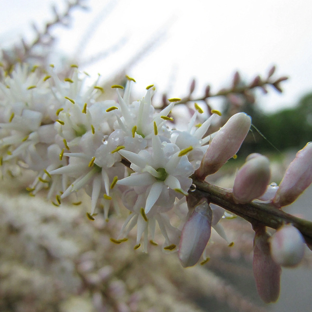 Cordyline australis