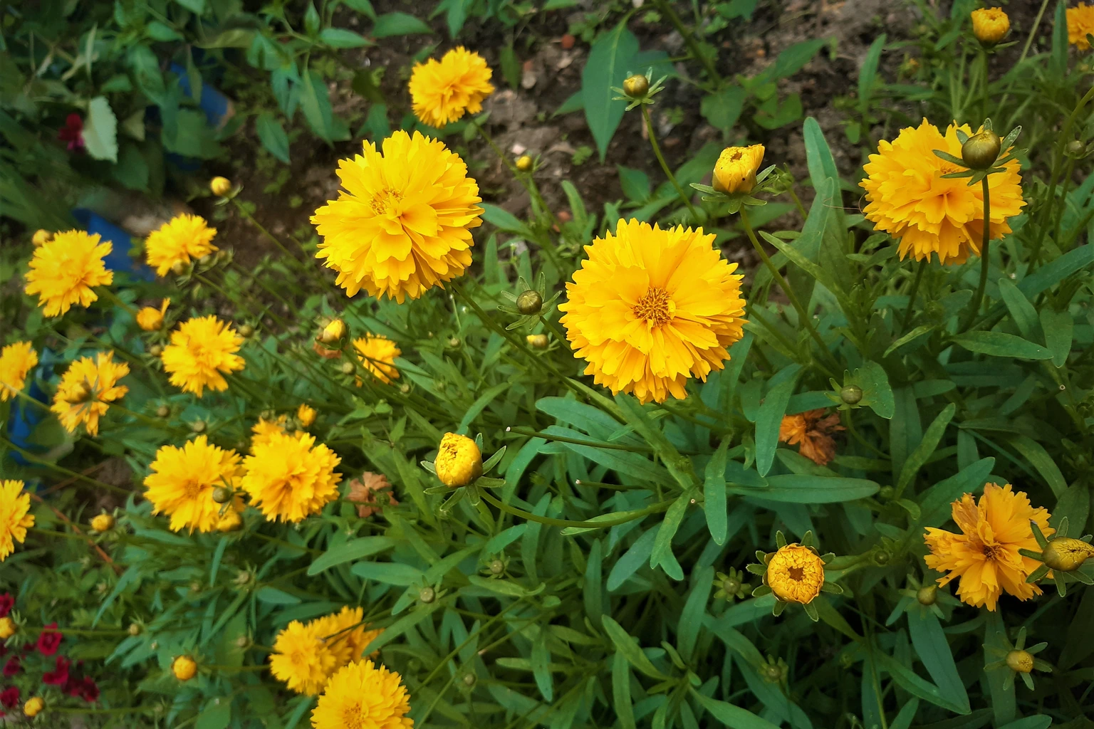 Coreopsis grandiflora