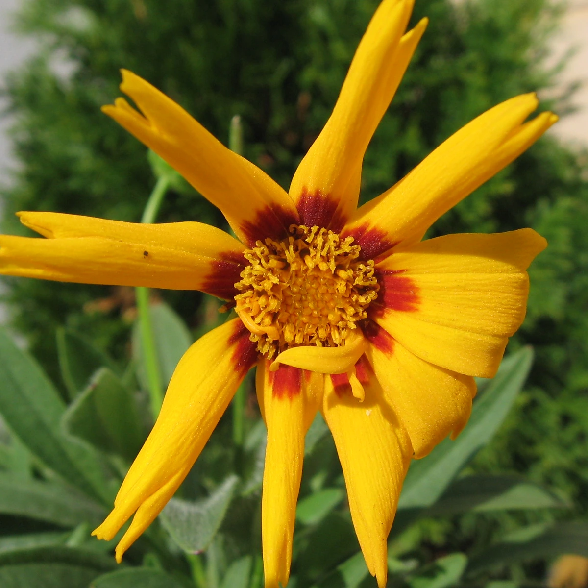 Coreopsis grandiflora