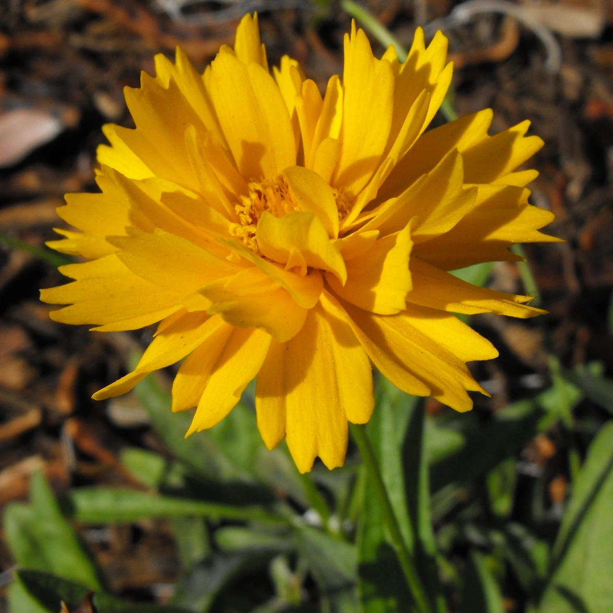 Coreopsis grandiflora