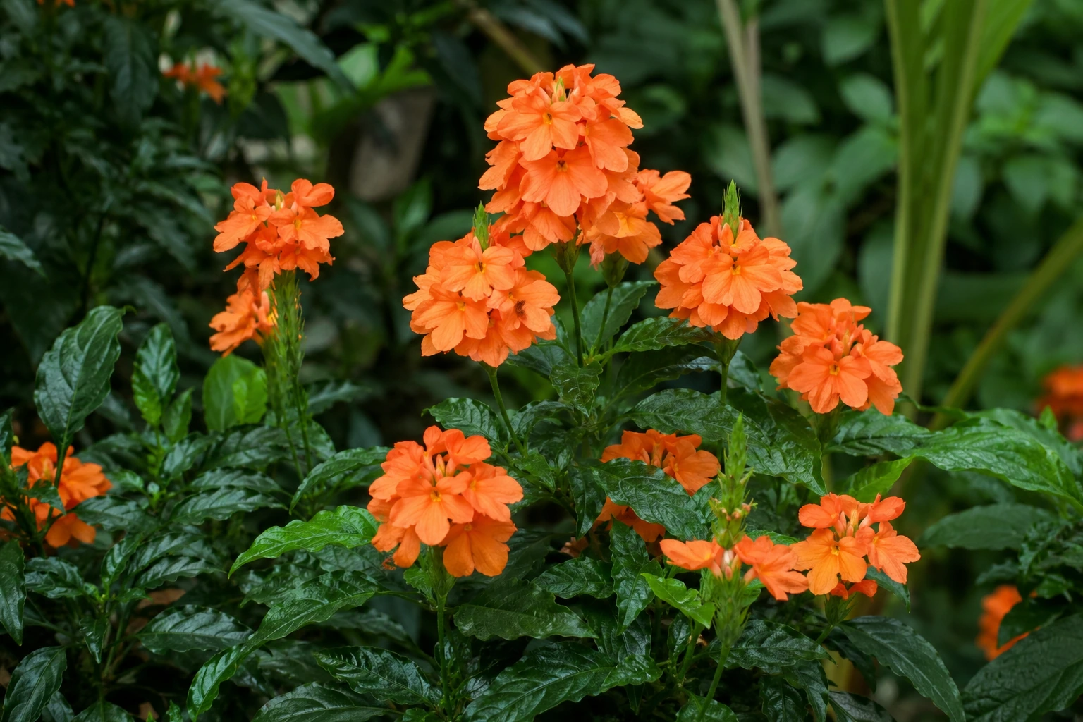 Crossandra infundibuliformis