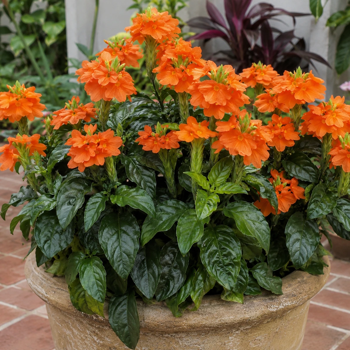 Crossandra infundibuliformis en uso ornamental