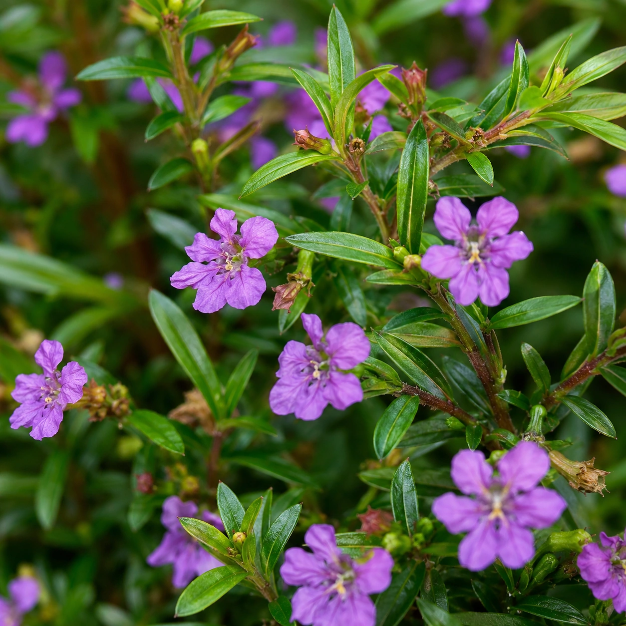 Cuphea hyssopifolia