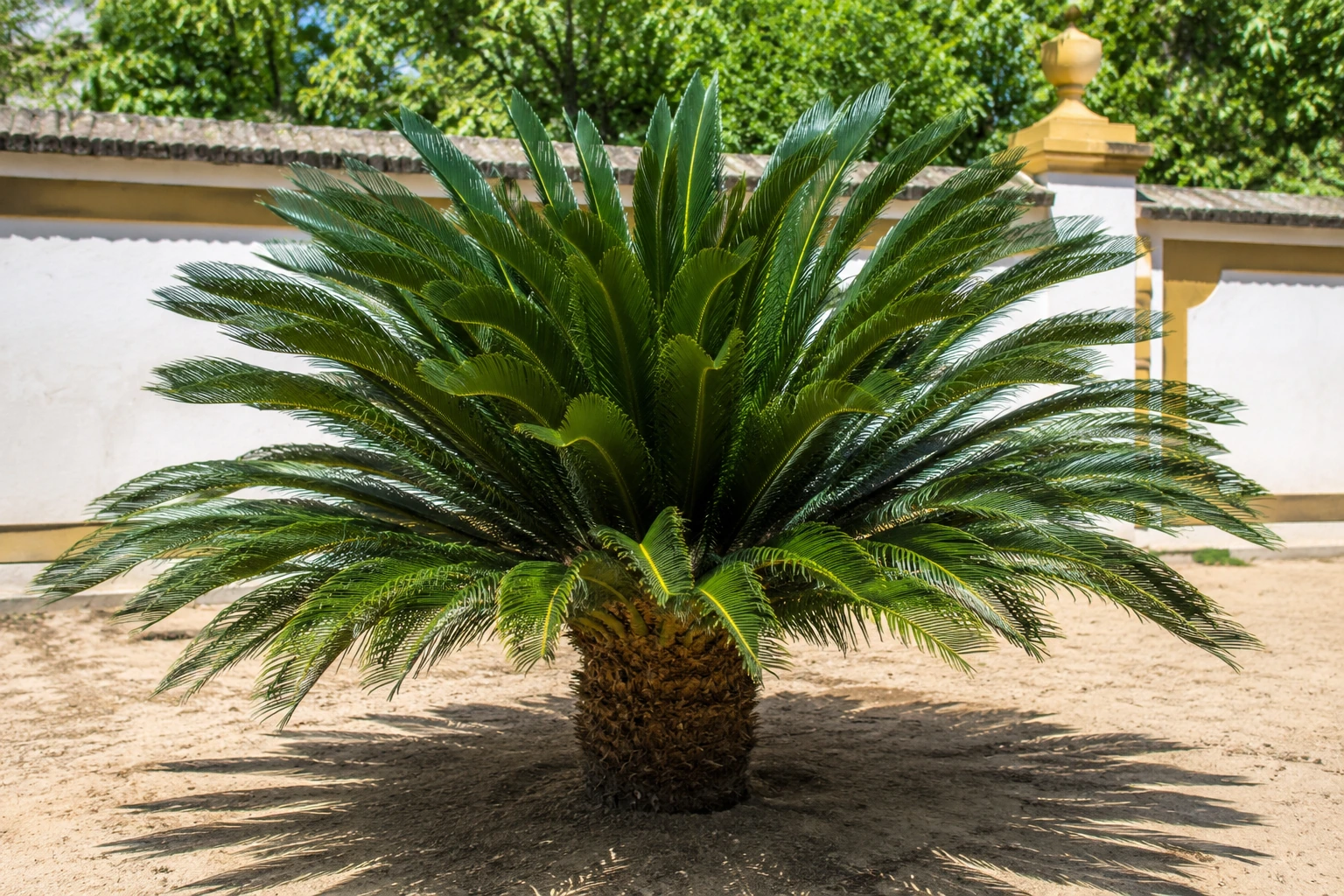 Cycas revoluta