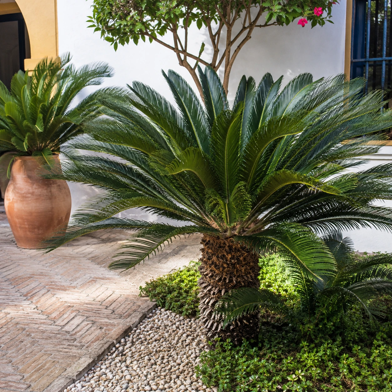 Cycas revoluta