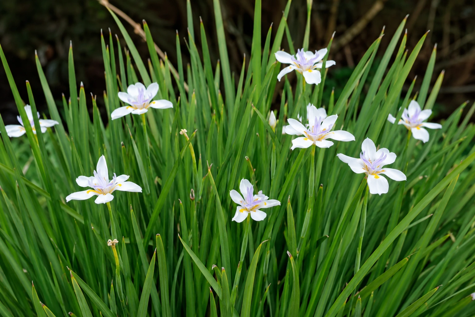 Dietes grandiflora