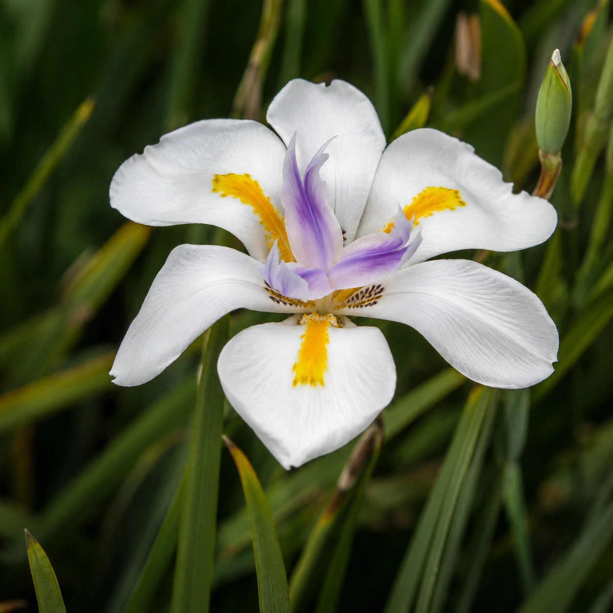 Dietes grandiflora