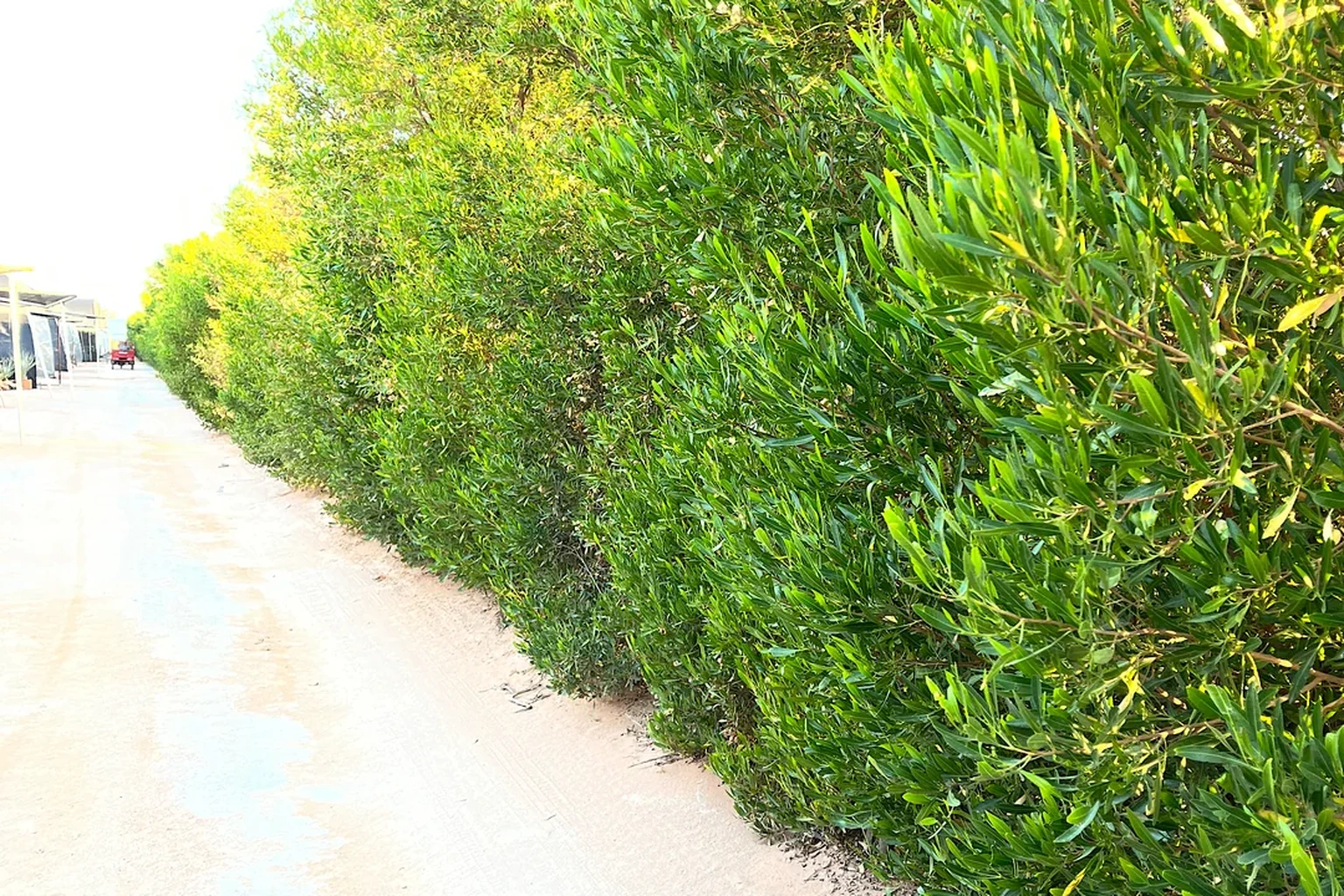 Dodonaea viscosa
