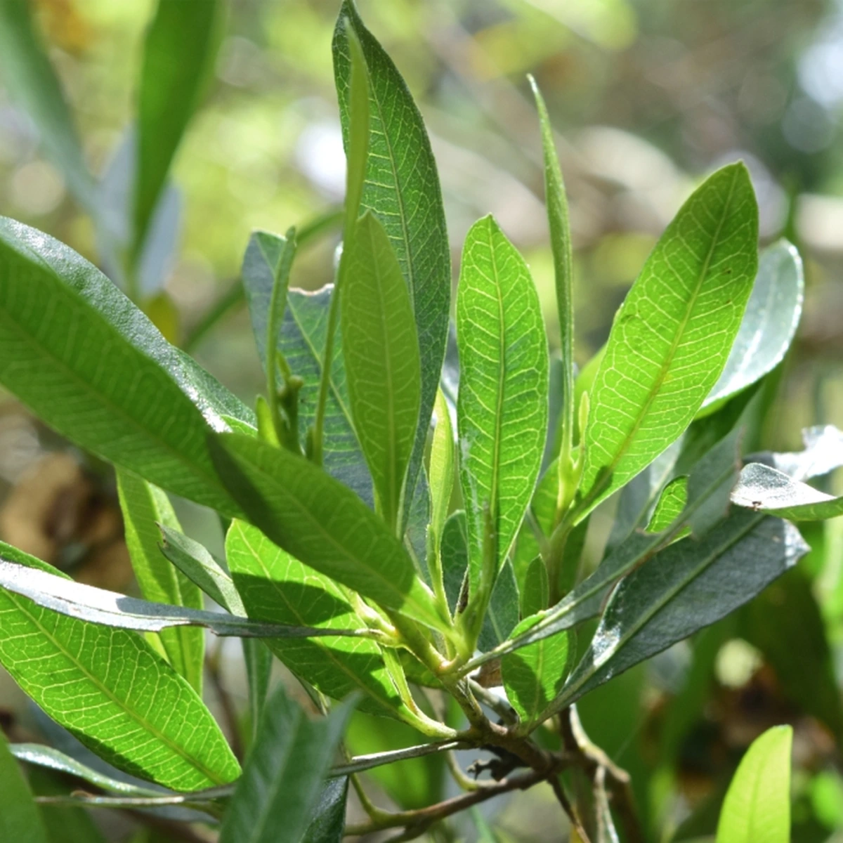 Dodonaea viscosa