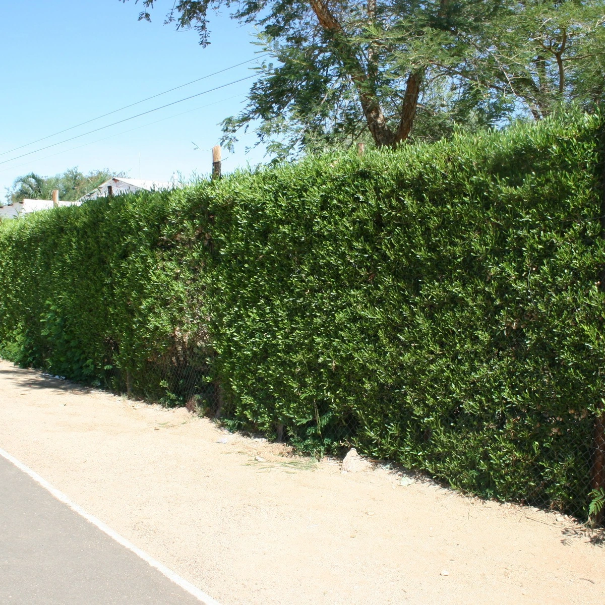 Dodonaea viscosa