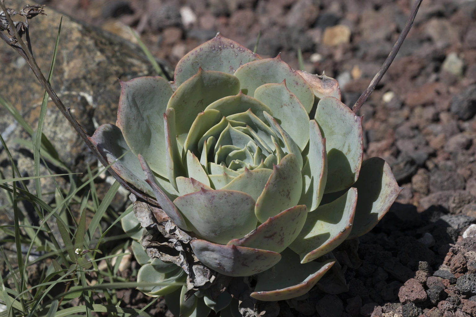 Echeveria elegans