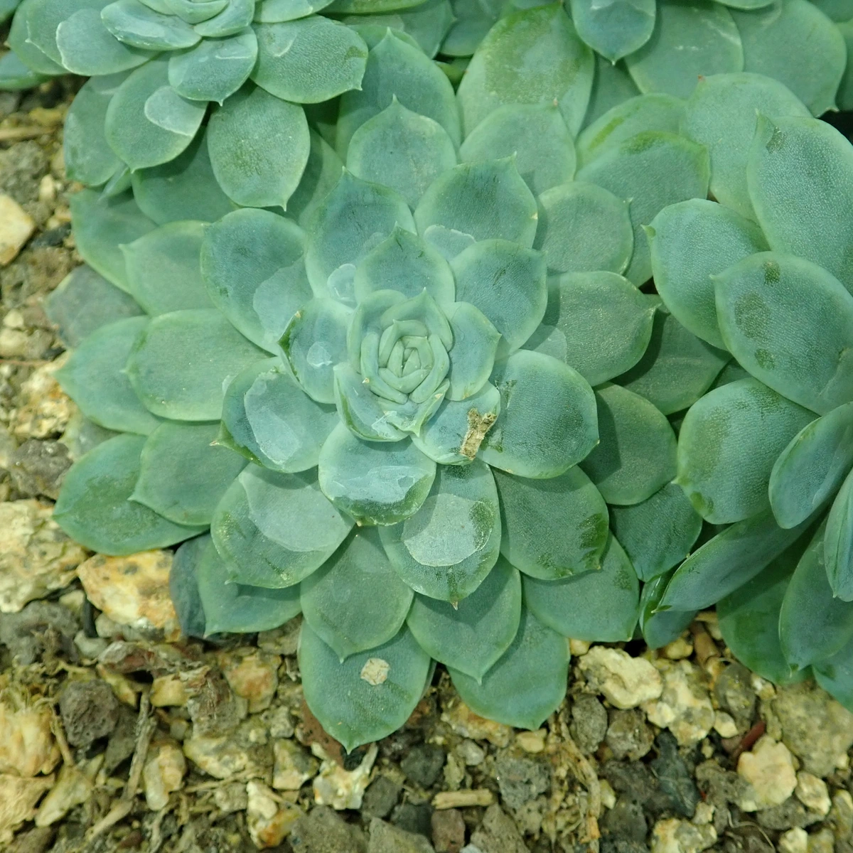 Detalle de Echeveria elegans