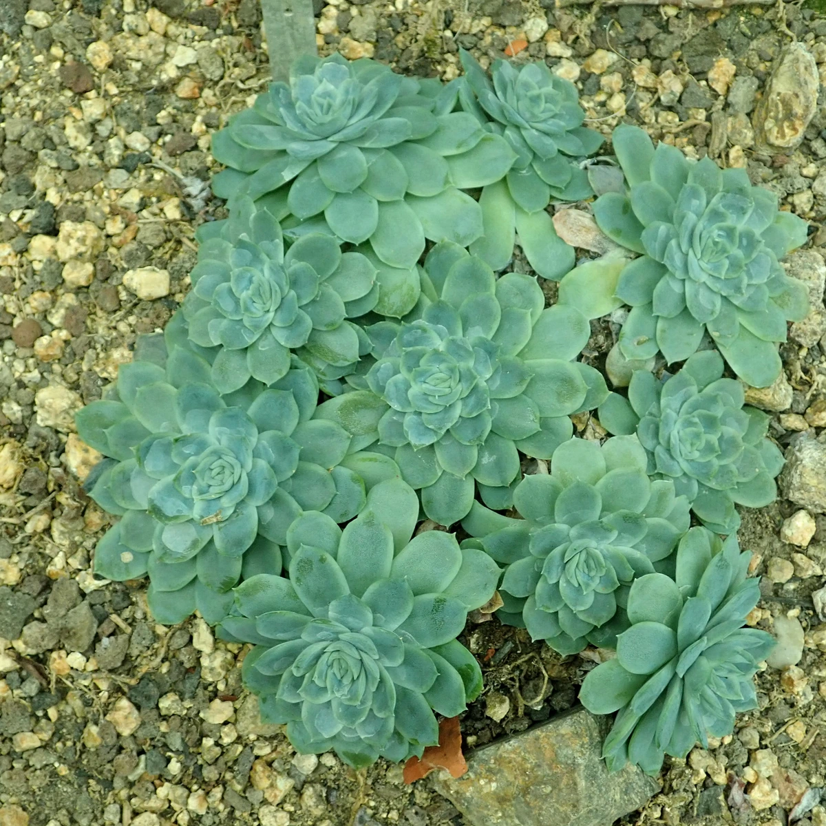 Uso de Echeveria elegans