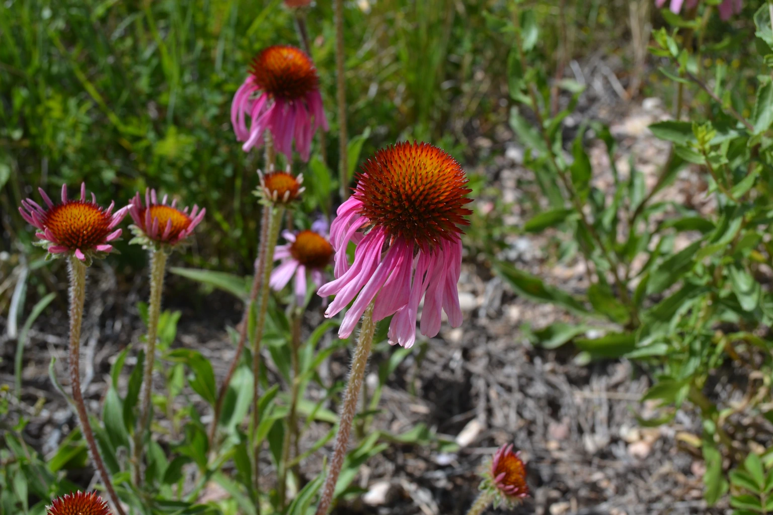Echinacea purpurea