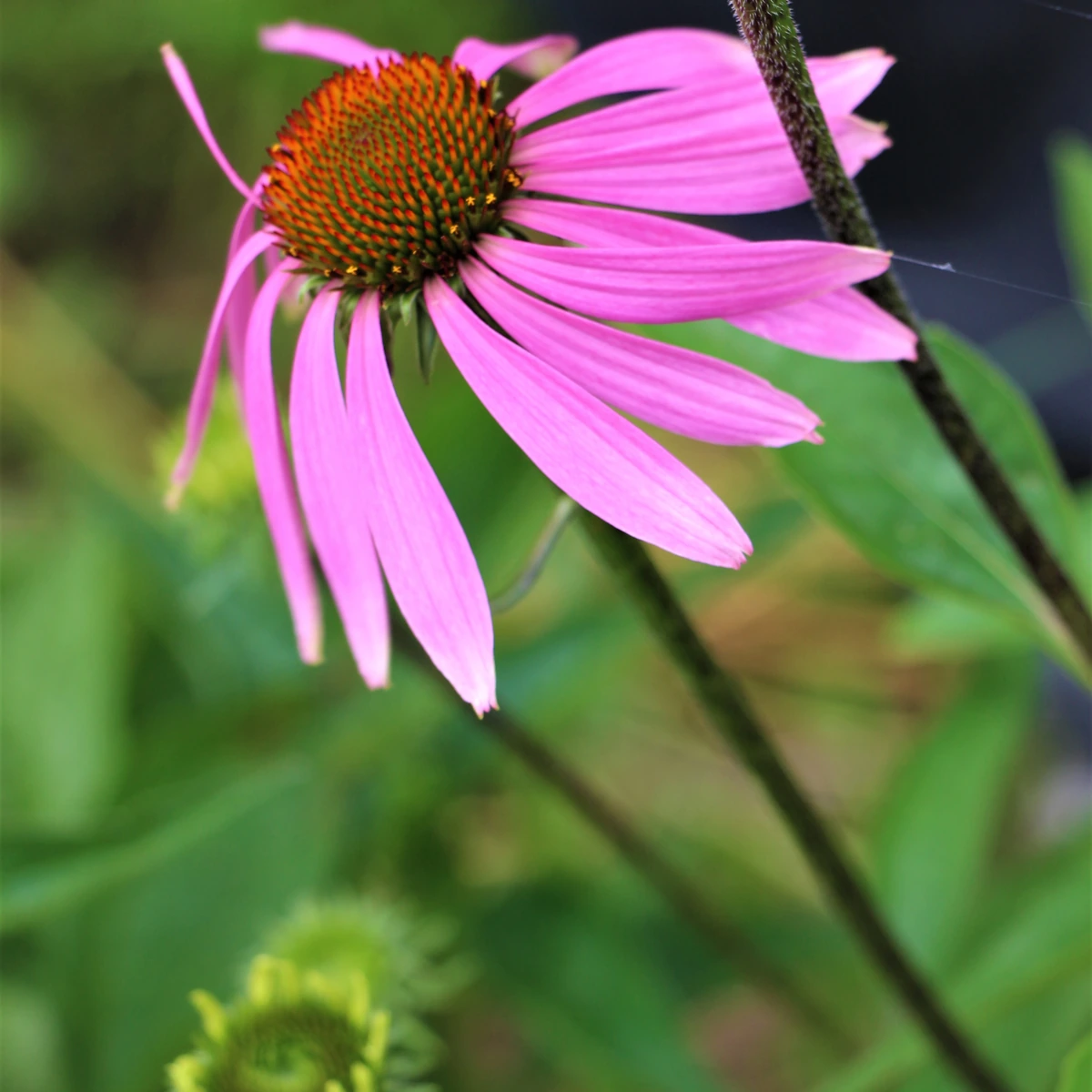 Echinacea purpurea