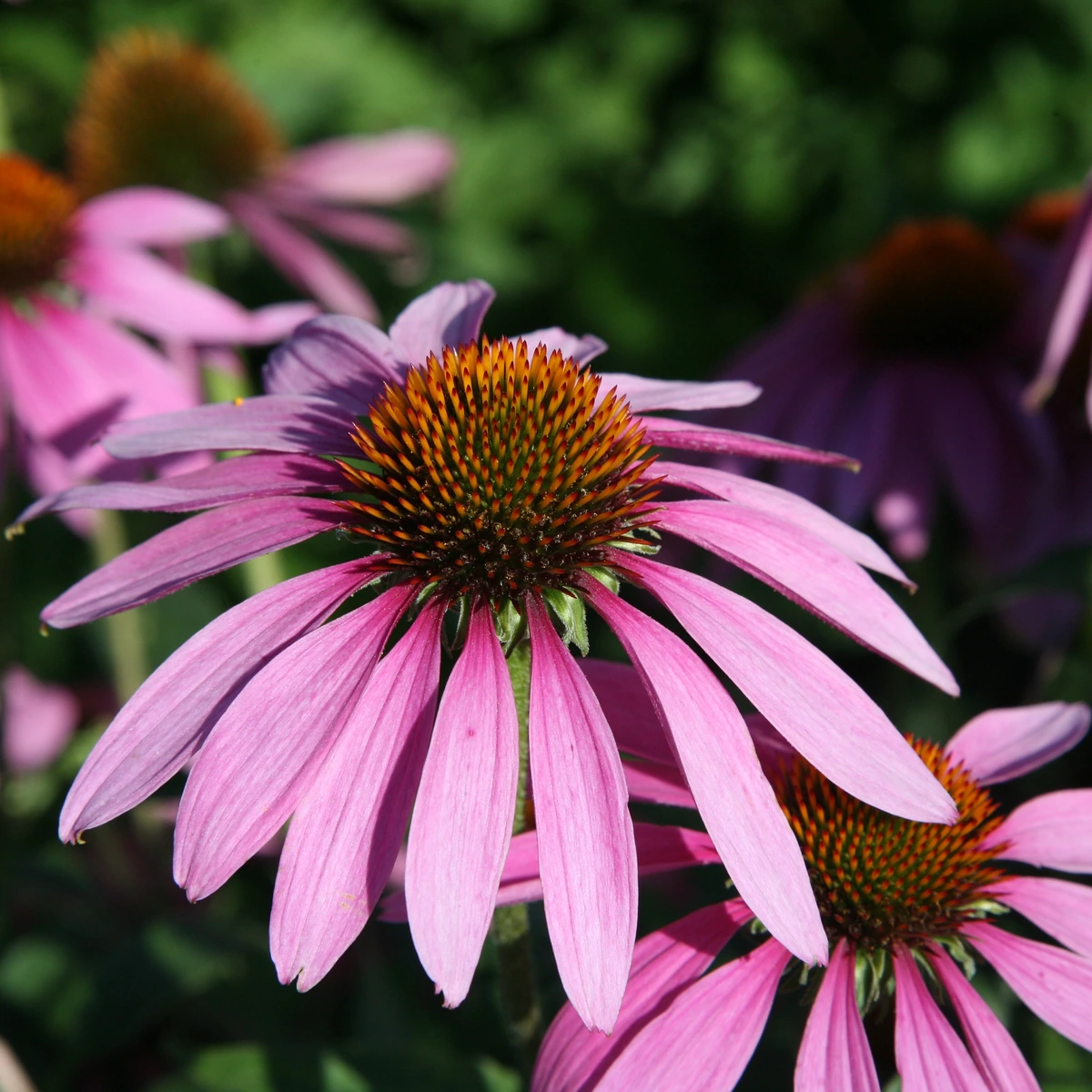 Echinacea purpurea