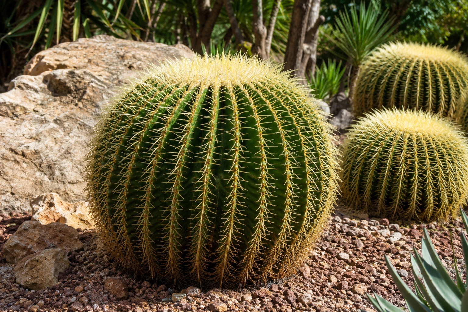 Echinocactus grusonii