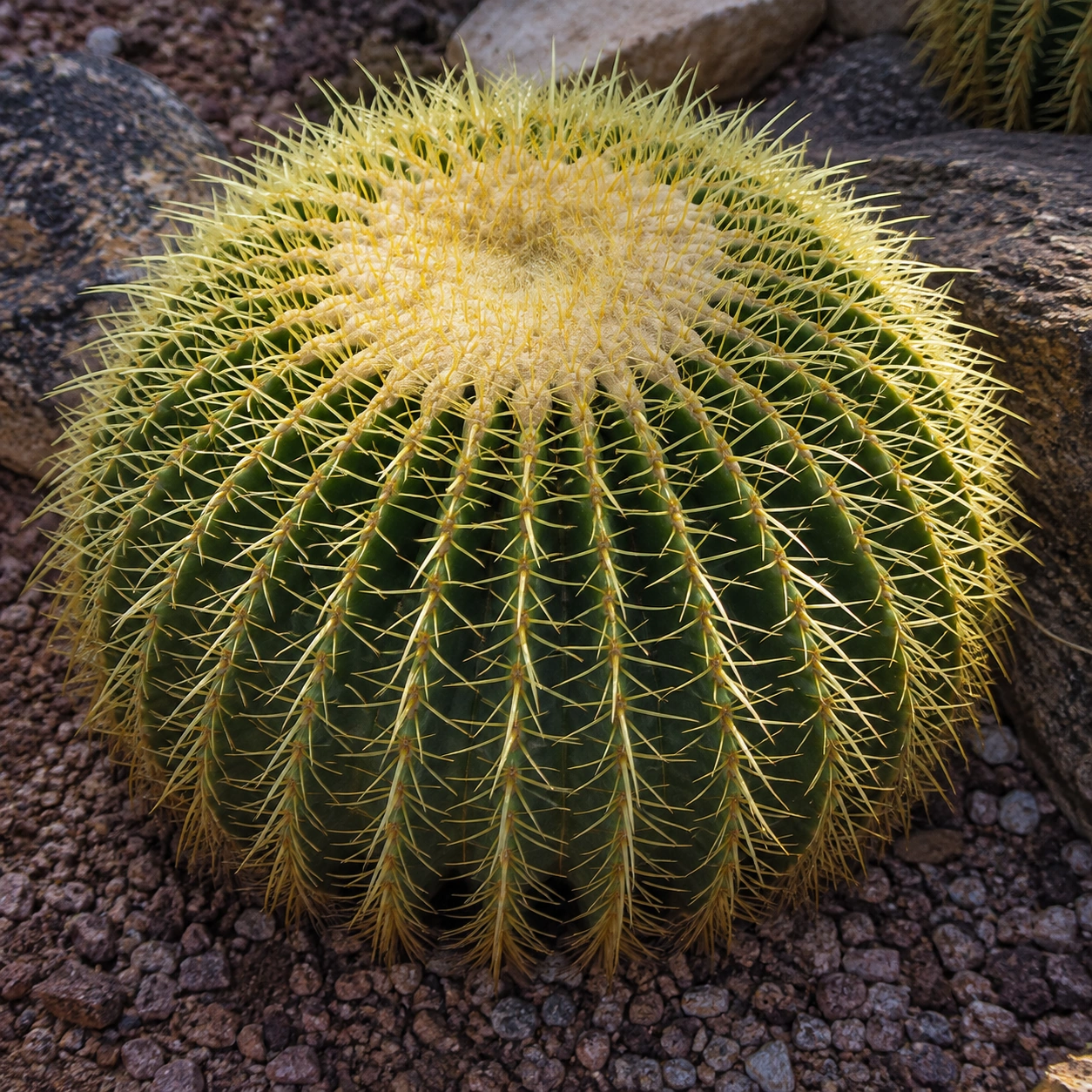 Detalle de Echinocactus grusonii