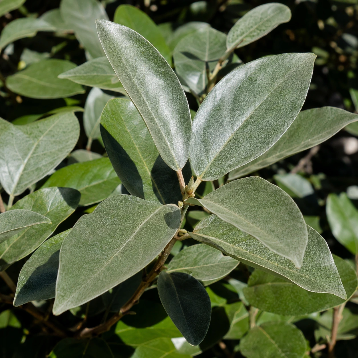 Detalle de Eleagno