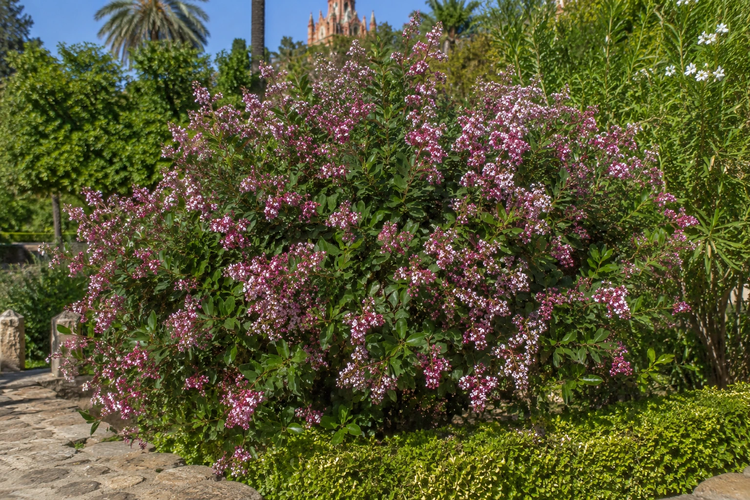Escallonia