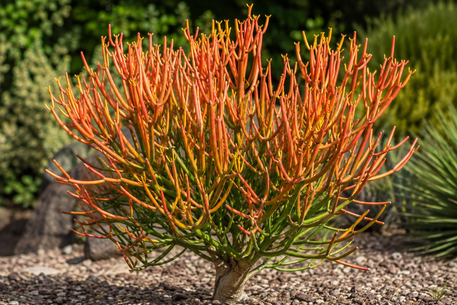 Euphorbia tirucalli 'Sticks on Fire'