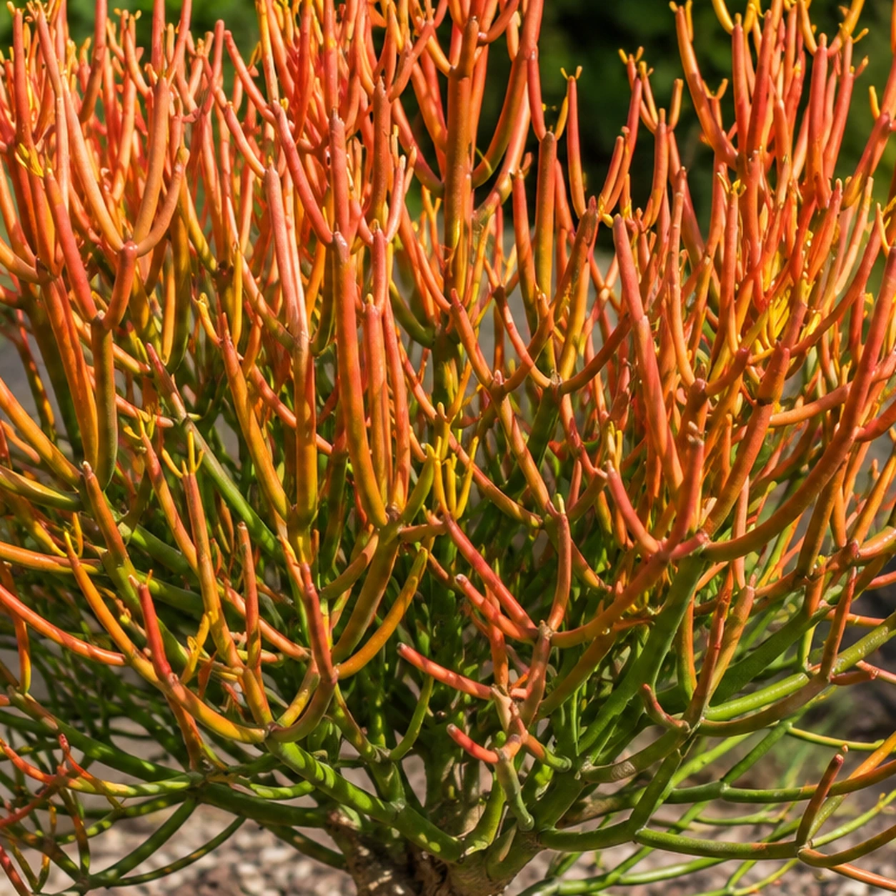 Detalle de Euphorbia tirucalli 'Sticks on Fire'