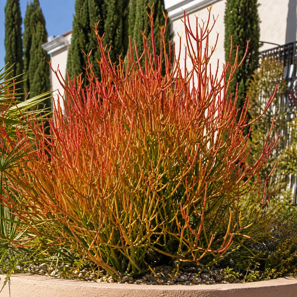 Euphorbia tirucalli 'Sticks on Fire'