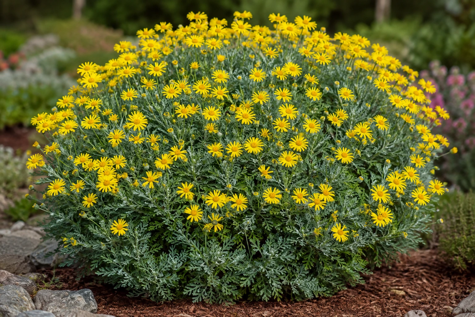 Euryops pectinatus