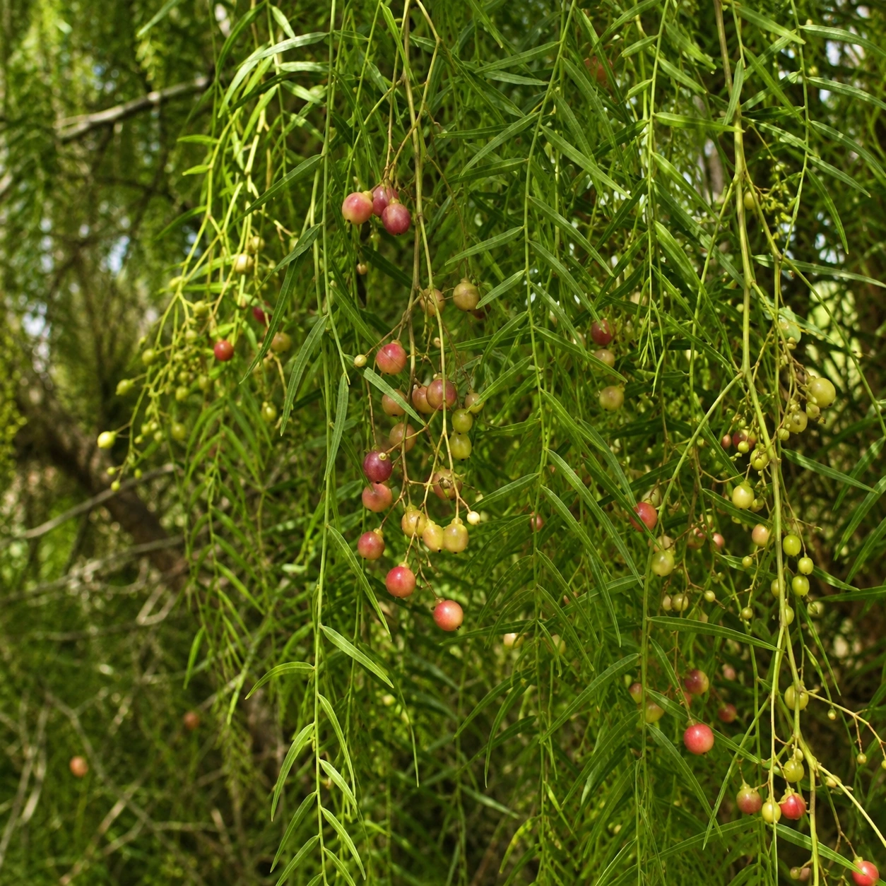 Detalle de hojas y frutos del Falso pimentero