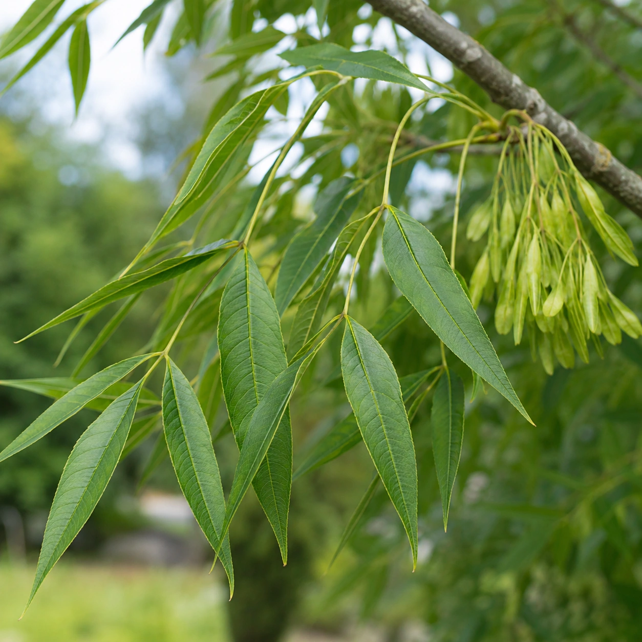 Detalle botánico de Fresno de hoja estrecha