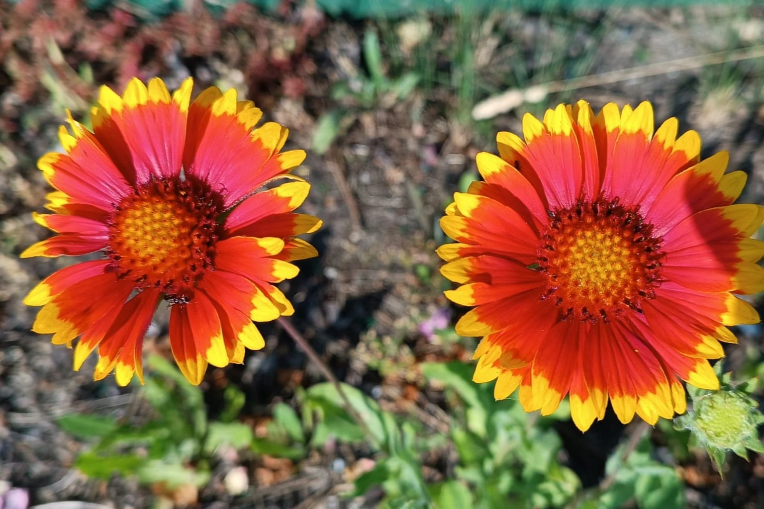 Gaillardia aristata