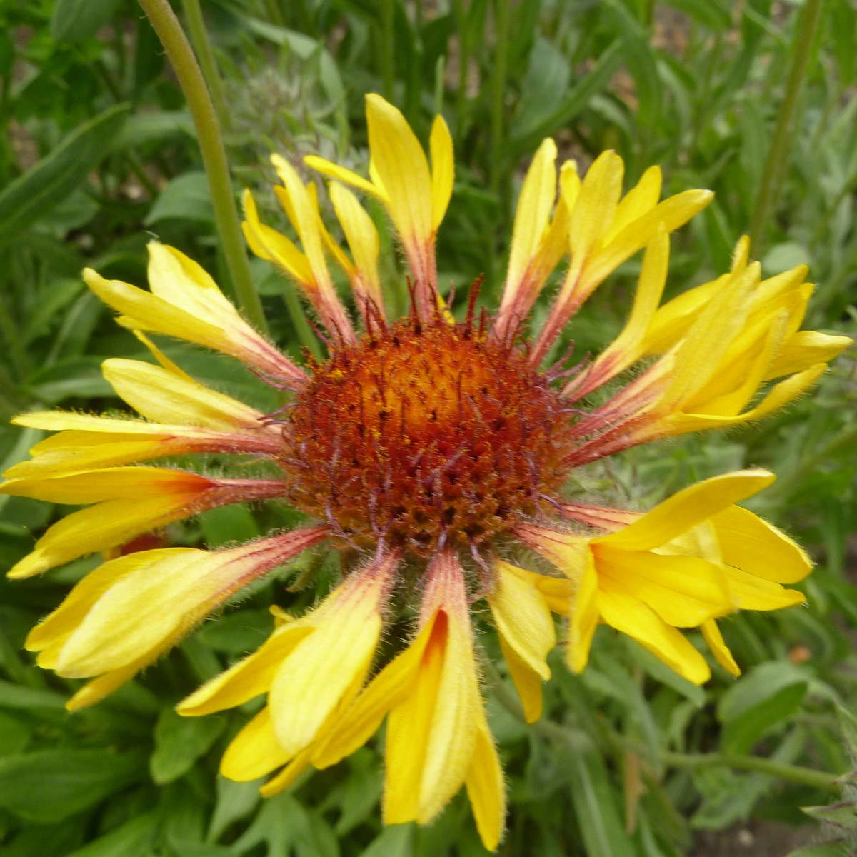 Gaillardia aristata