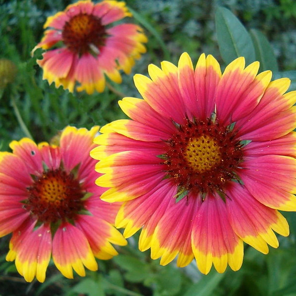 Gaillardia aristata