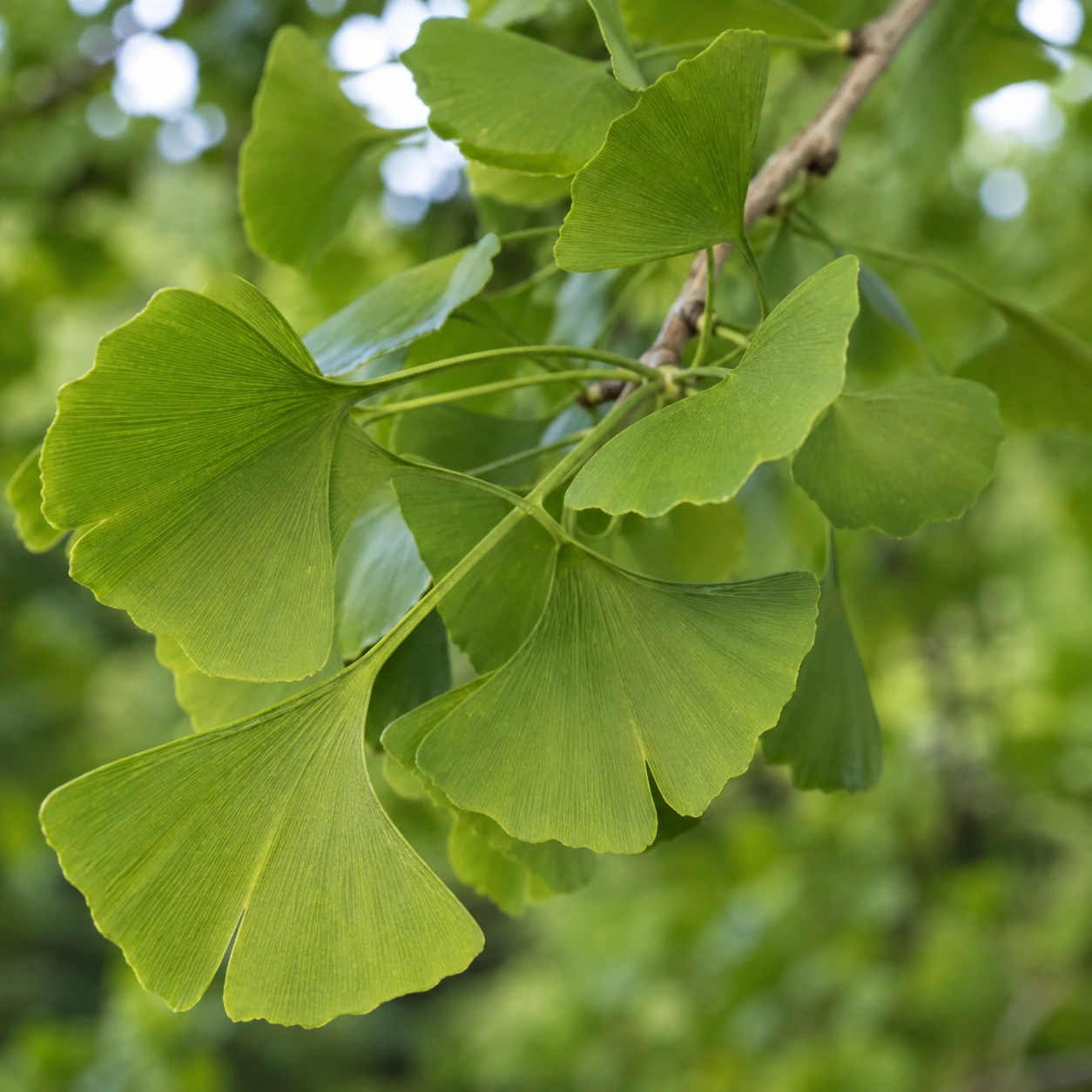 Detalle de hojas en abanico de Ginkgo biloba