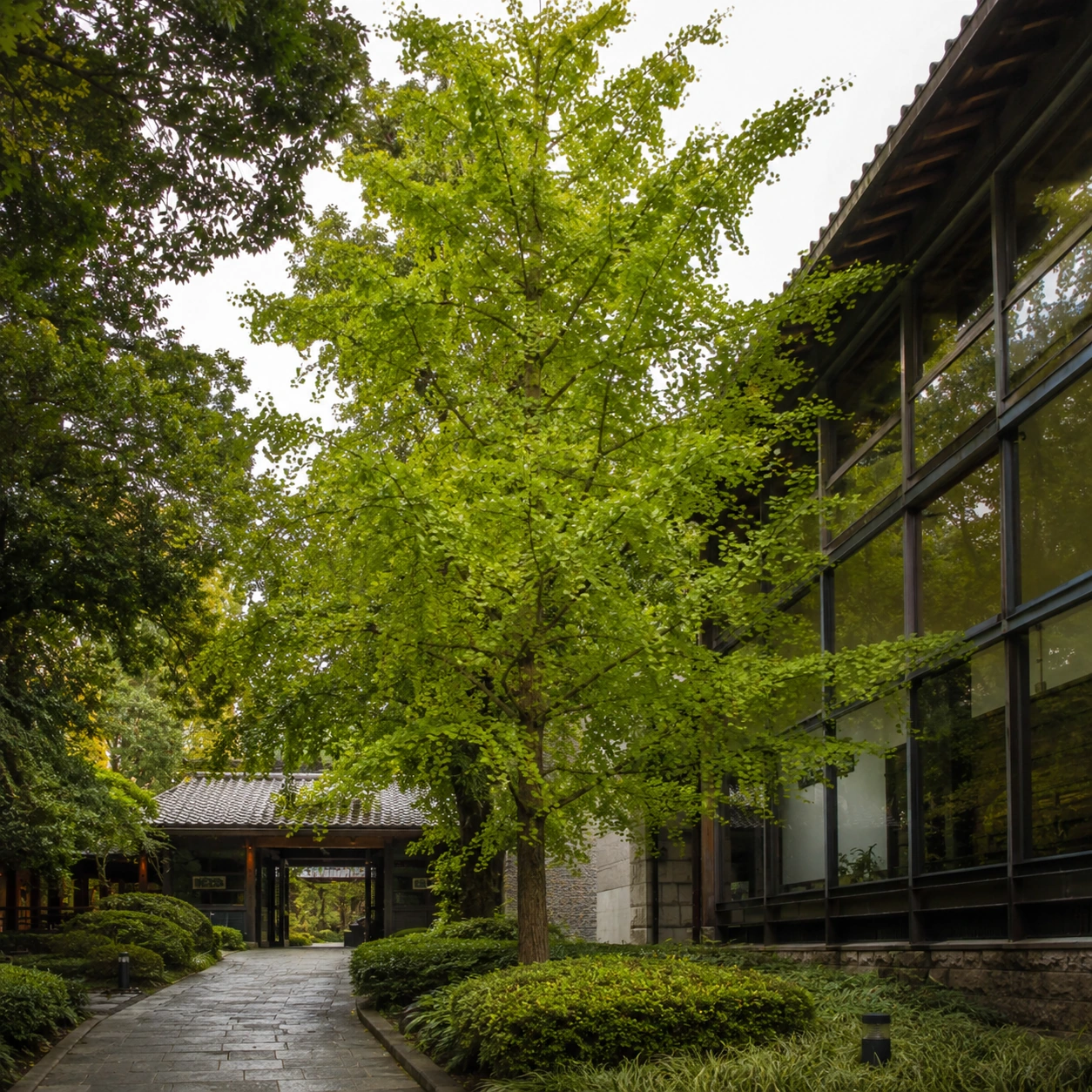 Ginkgo biloba en uso ornamental