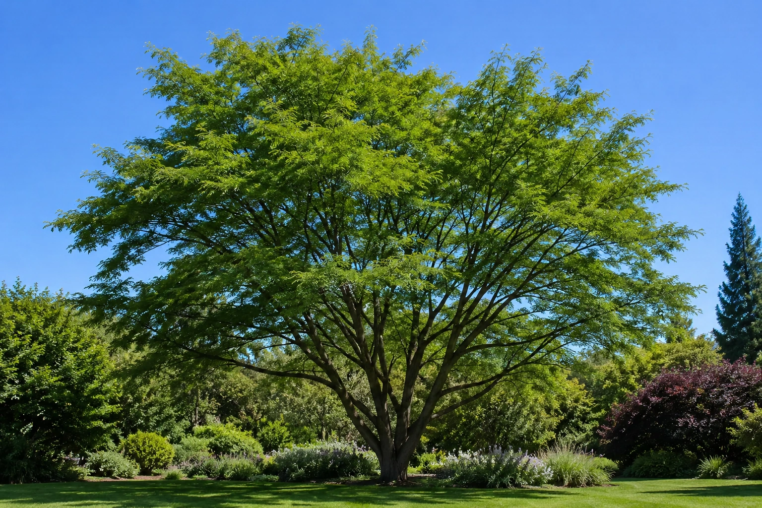 Gleditsia sin espinas