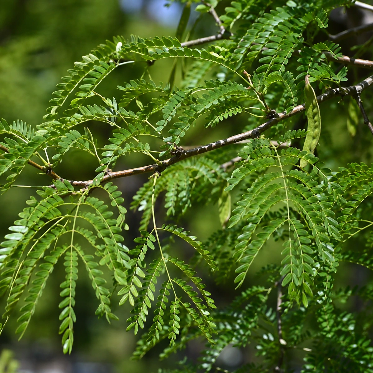 Follaje de Gleditsia sin espinas