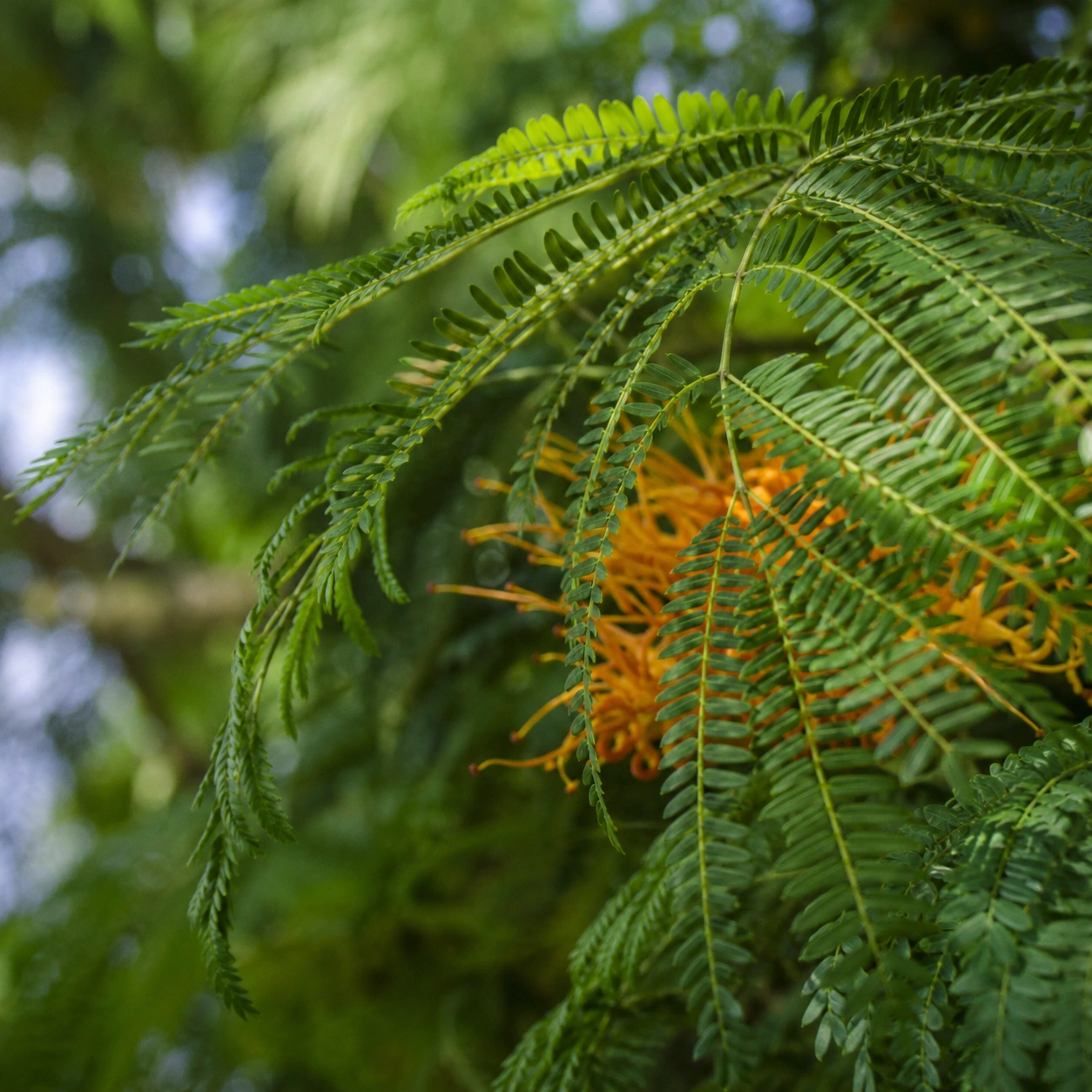 Detalle botánico de Grevillea
