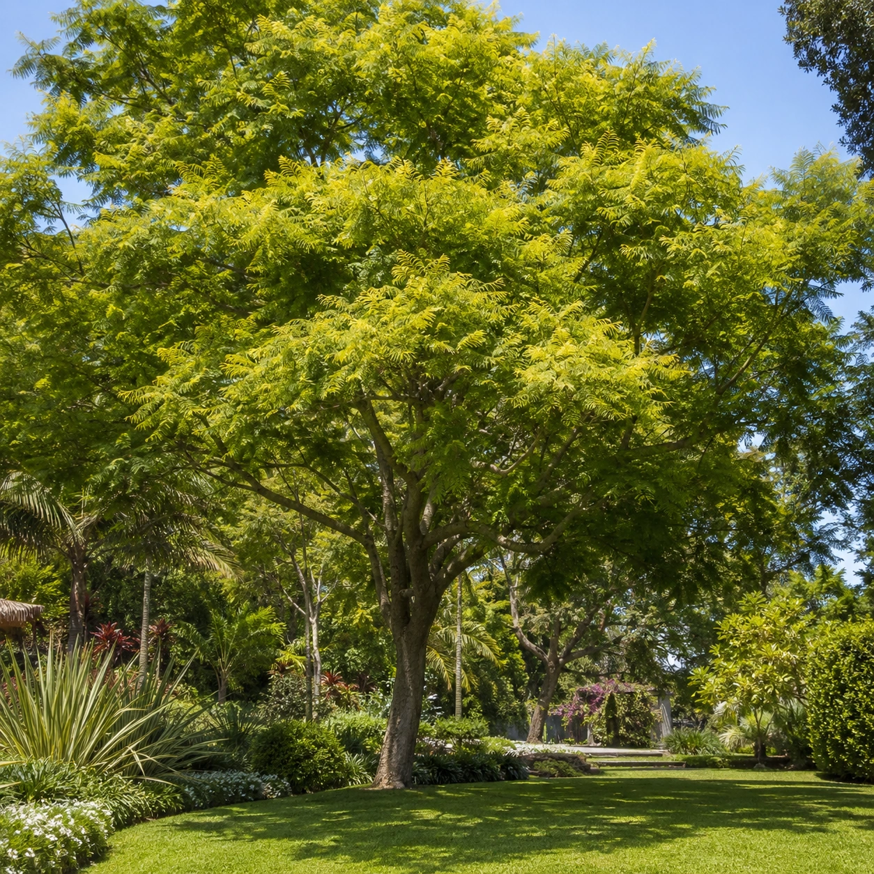 Grevillea utilizado en jardín