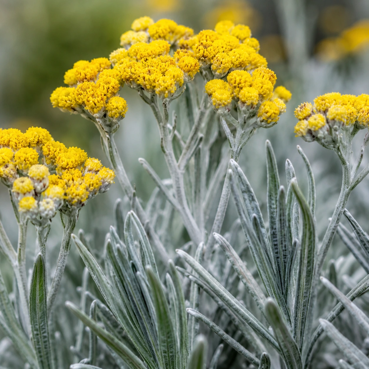 Helichrysum italicum