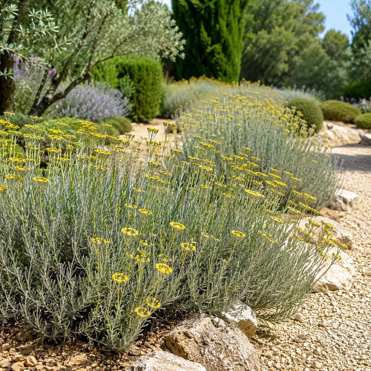 Helichrysum italicum