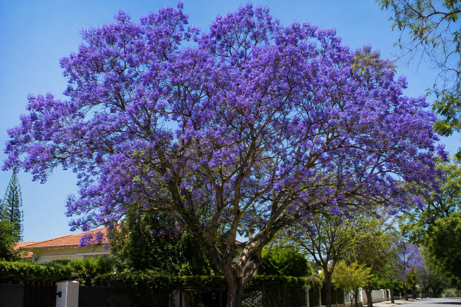 Jacaranda