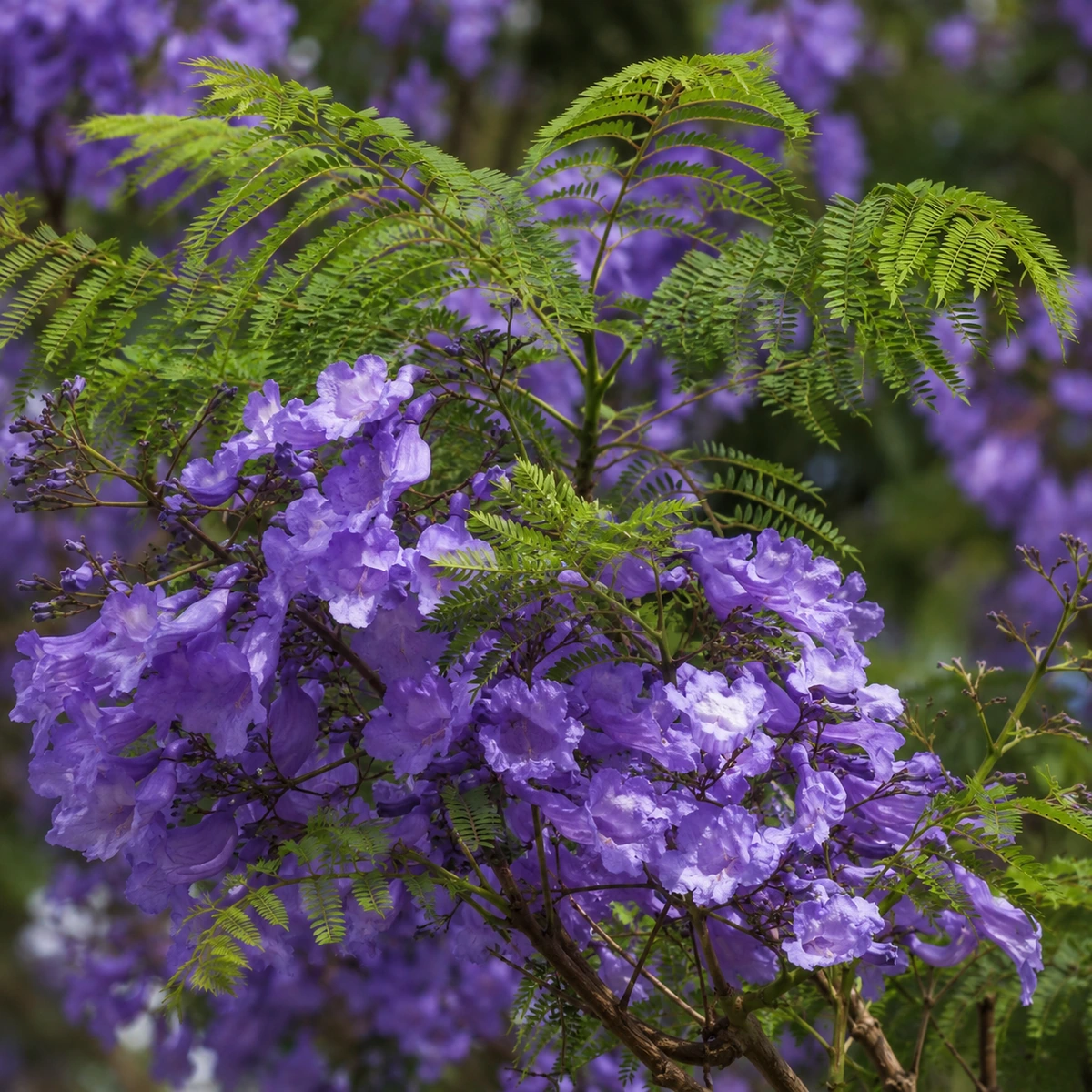 Detalle de Jacaranda