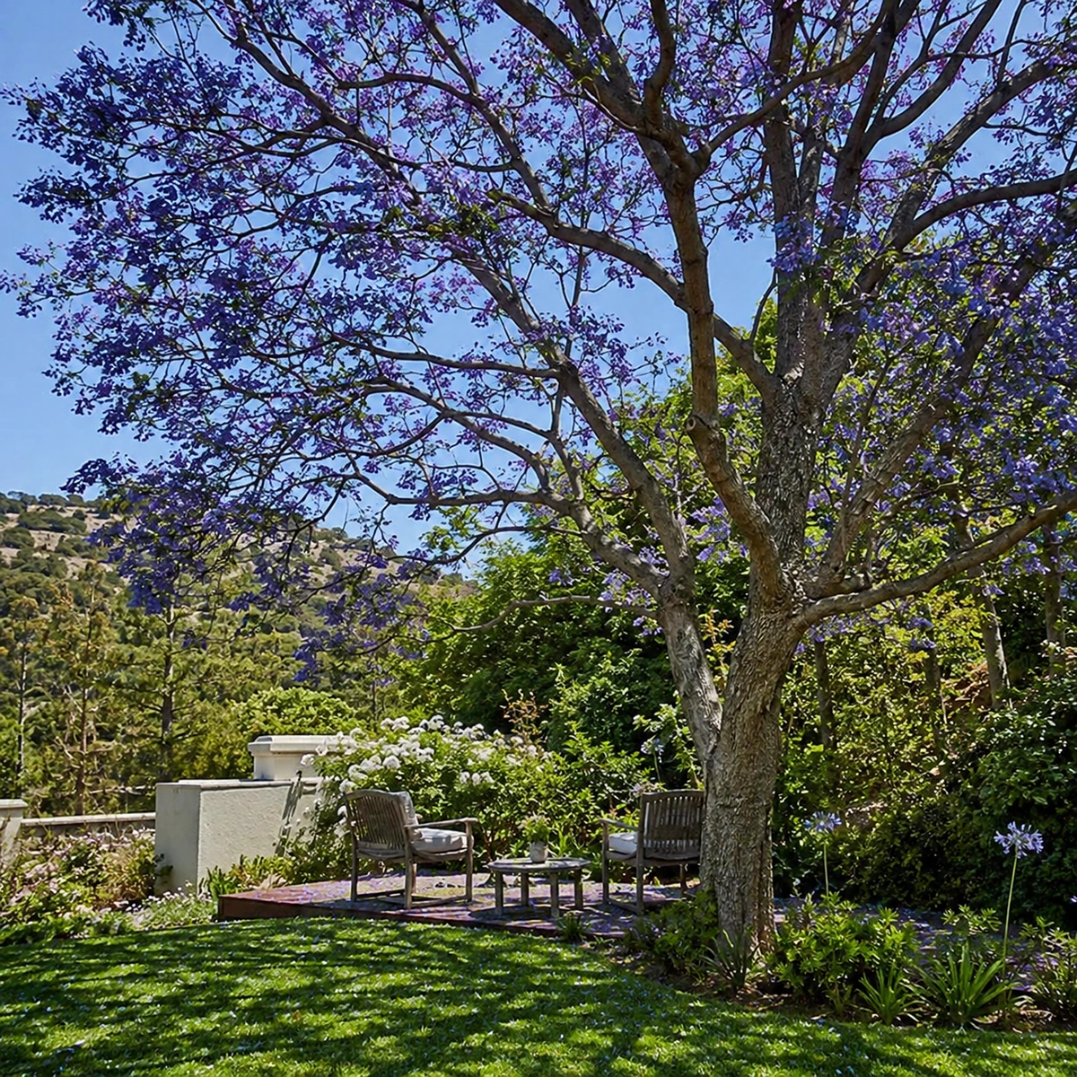 Jacaranda en uso ornamental